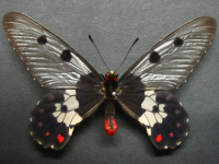 Adult Male Upper of Clearwing Swallowtail - Cressida cressida cressida